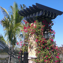 Custom Iron Trellis in Sarasota Florida